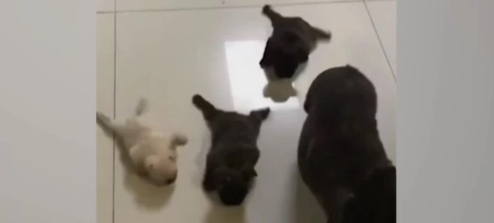 Το πιο όμορφο βίντεο της ημέρας: Μικρά μπουλντόγκ κάνουν τα πρώτα τους βήματα